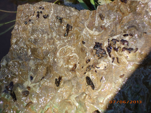 Bachflohkrebse, Köcherfliegenlarven und Dreieckkopf - Strudelwürmer an der Unterseite eines Kalksteines mit Resten von Brachiopoden aus der Devonzeit ( ca. 360 Mill. Jahre ). 