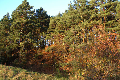 Herbstliche Abendsonne; November 2015