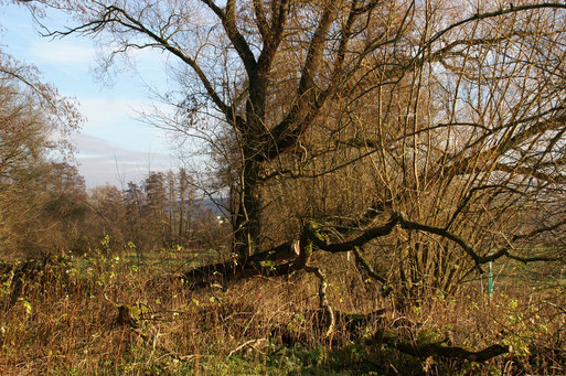 Blick in die Fauerbachaue; Dezember 2015