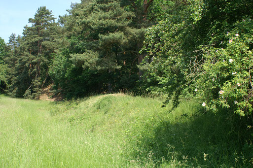Am Märzberg; Juni 2016