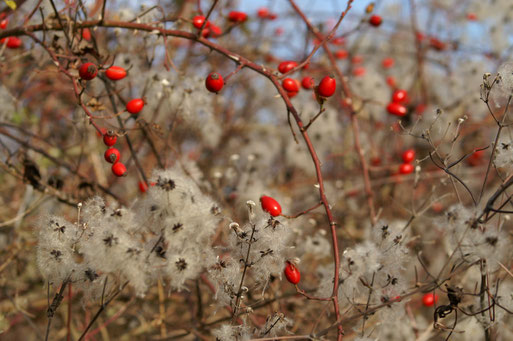 Herbstliche Heckenrose; November 2013