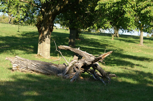 Unterschlupf für Kleintiere; September 2015