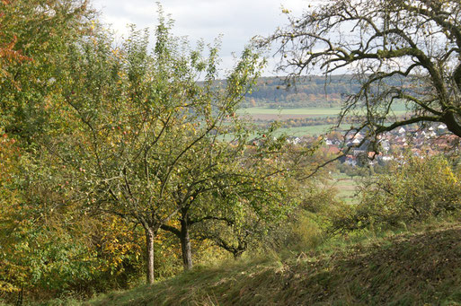 Herbst zwischen Dachslöcher und Johannisberg; Oktober 2013