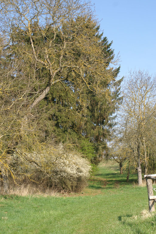 Dachslochweg; März 2016