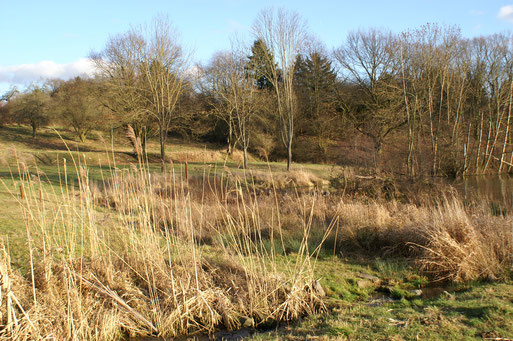 Am Fauerbachteich; Februar 2014
