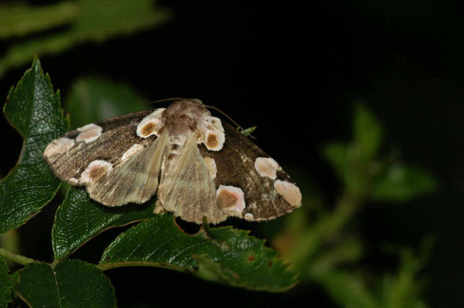 Roseneule (Thyatira batis); Nachtfalterkartierung Mai 2014