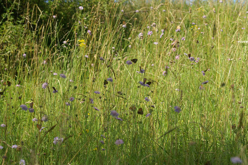 Wildblumen und Schmetterlinge; Juli 2014