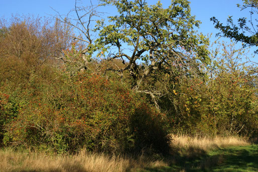 Herbstimpressionen; September 2015