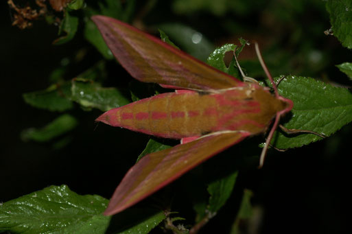Mittlerer Weinschwärmer (Deilephila elpenor); Juni 2015