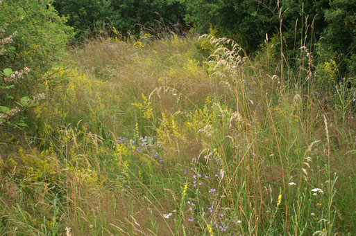 Übergang Hecken-Wildwiesenbiotop; Juli 2016