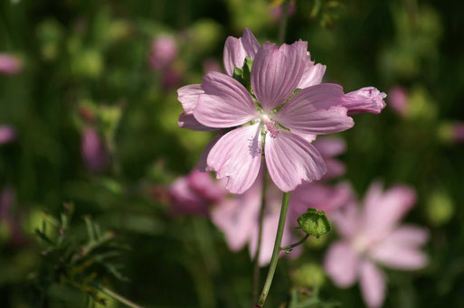 Die seltene Moschusmalve (Malva moschata), eine Magerrasen-Zeigerpflanze; Sept. 2014