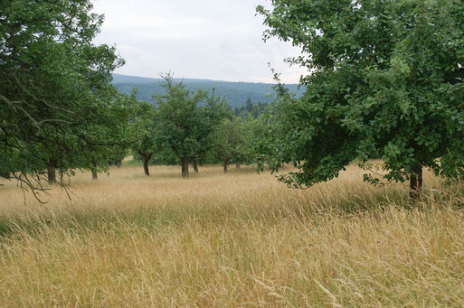 Savanne unterhalb dem Märzberg; Juni 2015