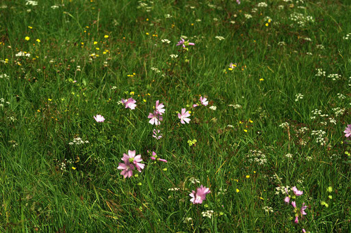 Magerrasen Wildblumenwiese; September 2014