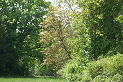 Frühlingsgrüne Fauerbachaue; Mai 2016