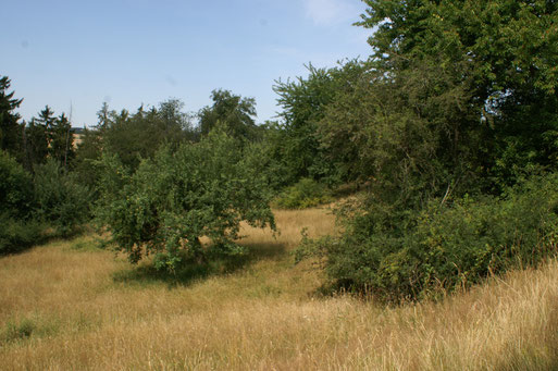 Hochsommerliche Savanne; Juli 2015