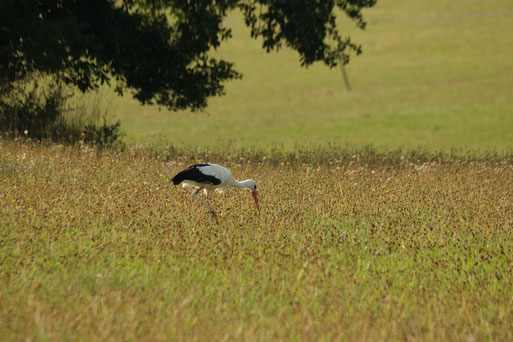 Ein Weißstorch in einer grünen Wiese, von links oben ragt Laub ins Bild.