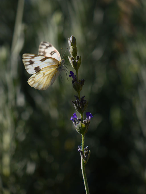 small sunny garden, desert garden, amy myers, garden bloggers bloom day, gbbd, november, photography, lavender, lavandula, goodwins creek gray, butterfly