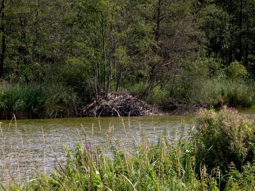 Biberburgen der heimlichen Bewohner der Niederung (Foto: A. Roschen)