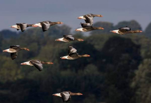 Das Havelland ist im Frühjahr Rastgebiet für zahlreiche Vogelarten