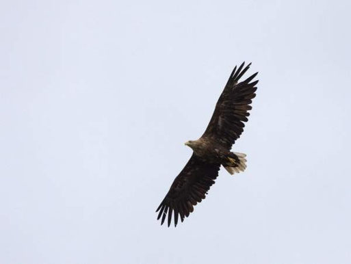Am Drausensee kreisten mehr als 20 Seeadler über dem Schiff