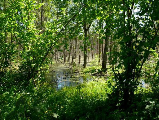 Weitläufige Sumpfgebiete kennzeichnen den Biebrza-Nationalpark