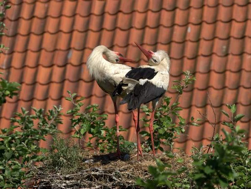 Im Storchendorf kann man den Vögeln direkt in die Nester schauen