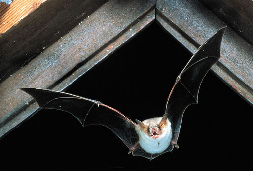 Großes Mausohr (NABU-Netz)