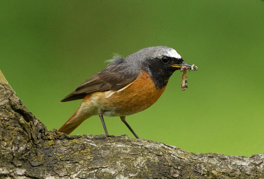 Der Gartenrotschwanz, Vogel des Jahres 2011, fühlt sich in Esslingen wohl. Foto: Kasulke