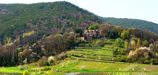 Unser Wirkungsfeld: der Haardtrand unter der Kropsburg bei St. Martin (Foto: F.J. Ziegler)