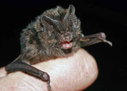 Eine gerade gefangene Mopsfledermaus vor dem Abflug. Foto: H. Gille