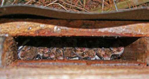 Ein Blick in einen Kasten mit einer Wochenstube der Fransenfledermaus. Foto: H. Gille