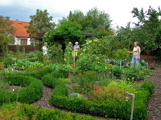 In der Regel treffen sich die Gartenfreunde einmal pro Woche zum gemeinsamen Arbeiten und Ernten. Foto: H. Gille