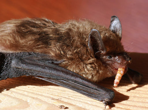 Nach Störung in ihrem Winterquartier musste auch diese Breitflügelfledermaus zeitweilig in Pflege genommen werden. Foto: H.Gille