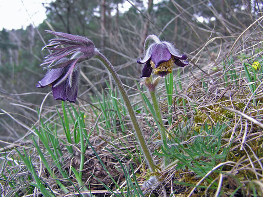 Ab Mitte April blühte an nur noch wenigen Standorten die Wiesenkuhschelle, Pulsatilla pratensis subsp. nigricans. Auch bei uns ist sie sehr selten geworden