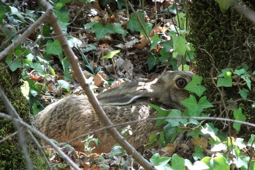 Lièvre au gîte - Crédit photos A-M Uyttenbroeck