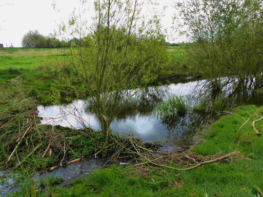 Senkungsgebiet bei Siersdorf im April 2016 (Foto: Gerhard Erdtmann))