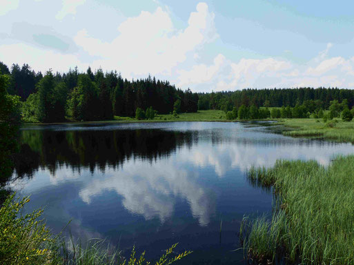 Stauweiher am Schwarzbach (Foto: Heinz Weishaupt )