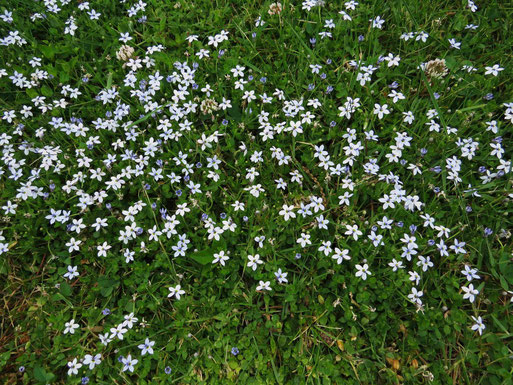 Blütenteppich (Blauer Bubikopf) (Foto: Wolfgang Voigt)