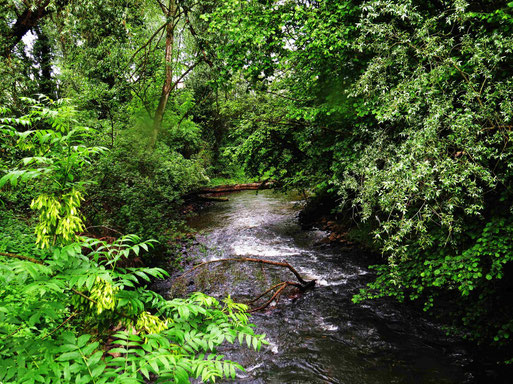 Wurmtal (Foto: Wolfgang Voigt)