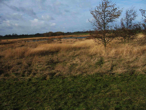 Senkungsgebiet bei Siersdorf (Foto: Wolfgang Voigt)