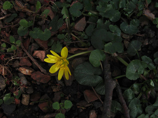 Scharbockskraut: Frühe Blüte auf dem Herzogenrather Waldfriedhof (Foto: Wolfgang Voigt)