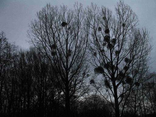 Misteln am Rückhaltebecken Herzogenrath (Foto: Wolfgang Voigt)