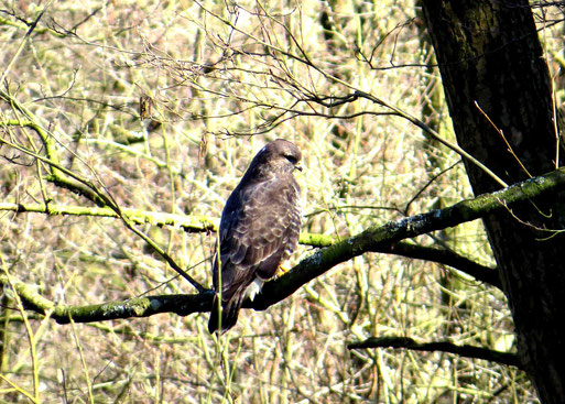 Mäusebussard in Herzogenrath (Foto: Wolfgang Voigt)