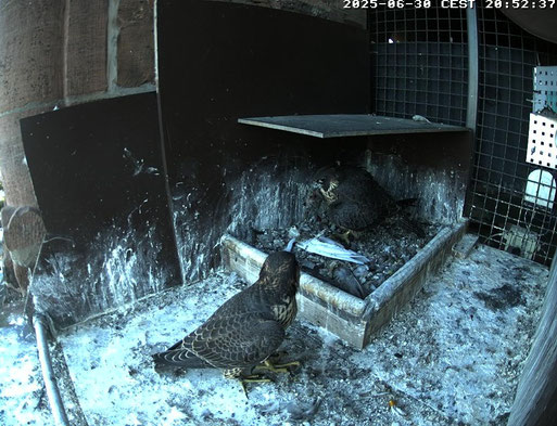 Zwei Jungvögel im Horst