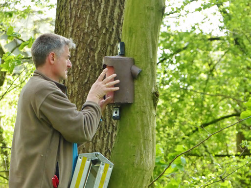 für Baumläufer, Garten- und Waldbaumläufer kommen beide hier vor