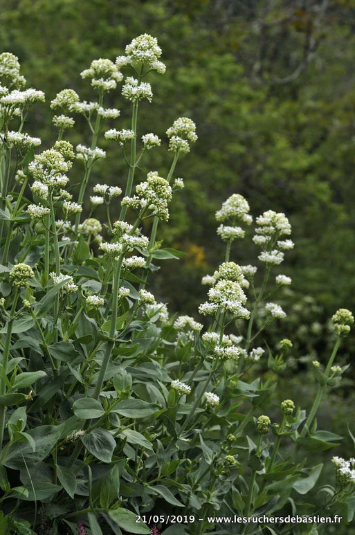 Valeriana rubra albus, Cévennes