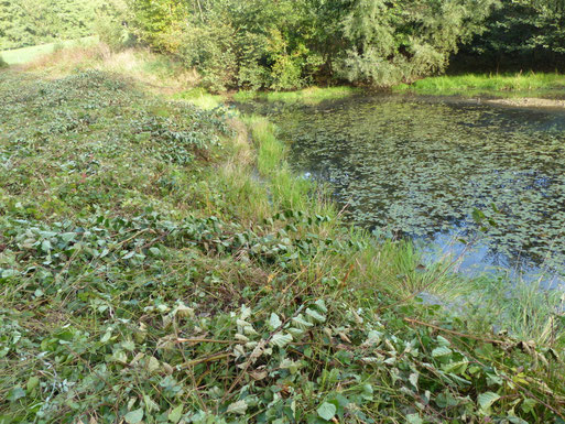 Hinweisschild Amphibienschutzgebiet