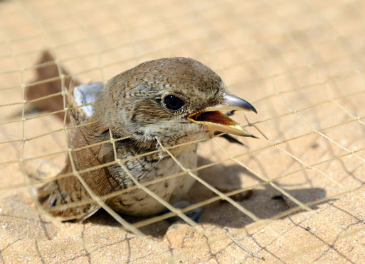 Neuntöter-Weibchen im Fangnetz in Ägypten | Aufnahme: NABU