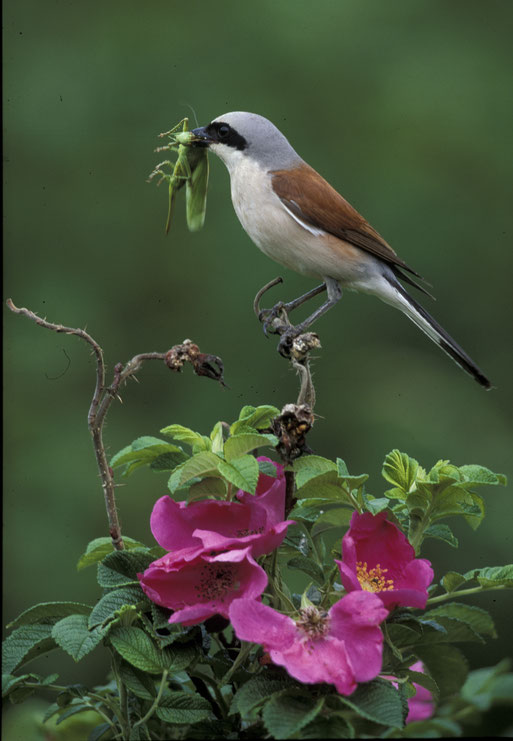 Neuntöter-Männchen auf der Heckenrose | Aufnahme: NABU-GP Heinz Wagner