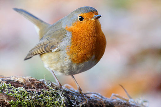 Rotkehlchen im Winter  Foto: Frank Derer